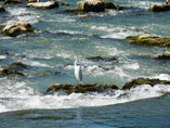 Ein Kormoran geniesst den gedeckten Tisch des Adour