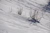 Hasliberg Strauchgruppe im verschneiten Hang